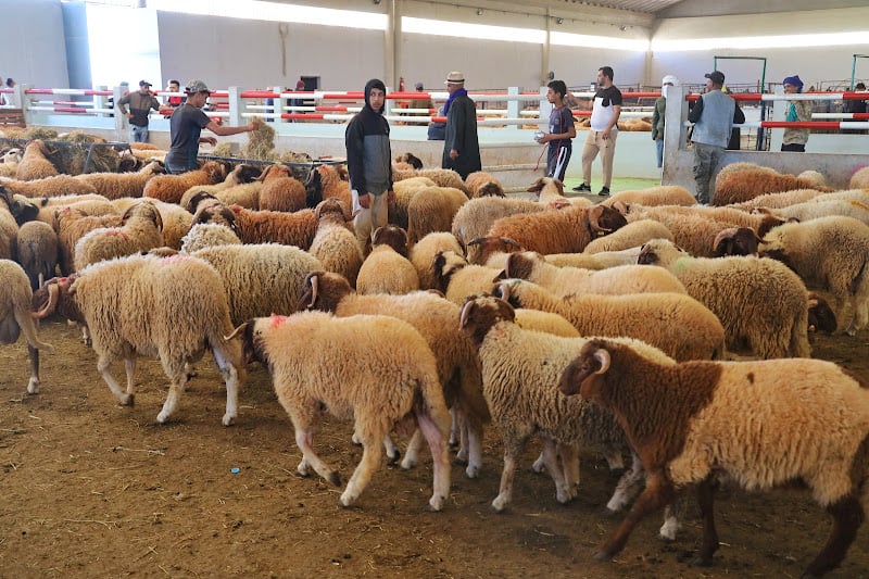 فيضانات سبو تختبر جاهزية التدخل… إجلاء الماشية وتوزيع الأعلاف لدعم العالم القروي